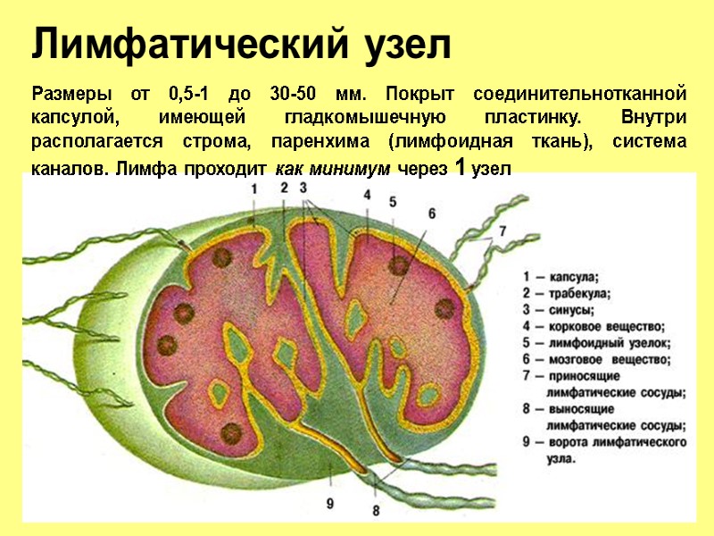 Лимфатический узел Размеры от 0,5-1 до 30-50 мм. Покрыт соединительнотканной капсулой, имеющей гладкомышечную пластинку.